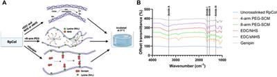 Amine-reactive crosslinking enhances type 0 collagen hydrogel properties for regenerative medicine